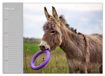 CALVENDO Wandkalender Kleiner Esel. Boldewyn mit seinen Freunden (Premium, hochwertiger DIN A2 Wandkalender 2023, Kunstdruck in Hochglanz)