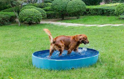 RAIKOU Hundepool »Faltbarer Planschbecken Bällebad Schwimmbecken Schwimmbad«, verschleißfest, PVC, Zusammenklappbarer Pool, 5,5 mm Faserplatten