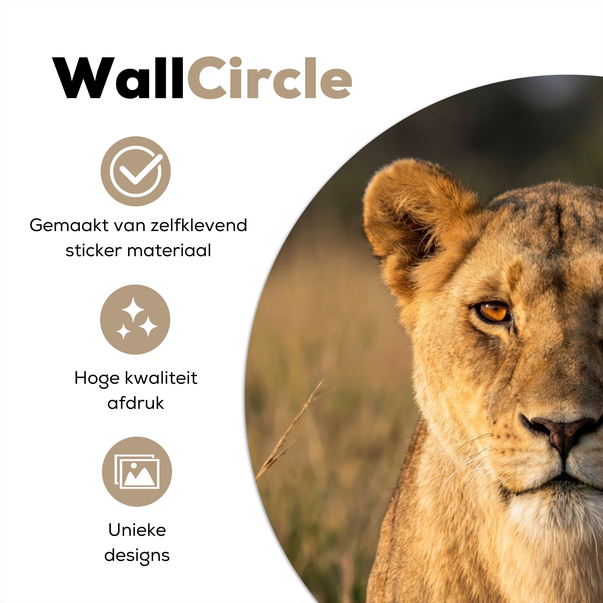 MuchoWow Wandsticker Löwin - Gras - Gelb (1 St), Wandtattoo Selbstklebend, Wohnzimmer Deko Aufkleber, 30x30 cm