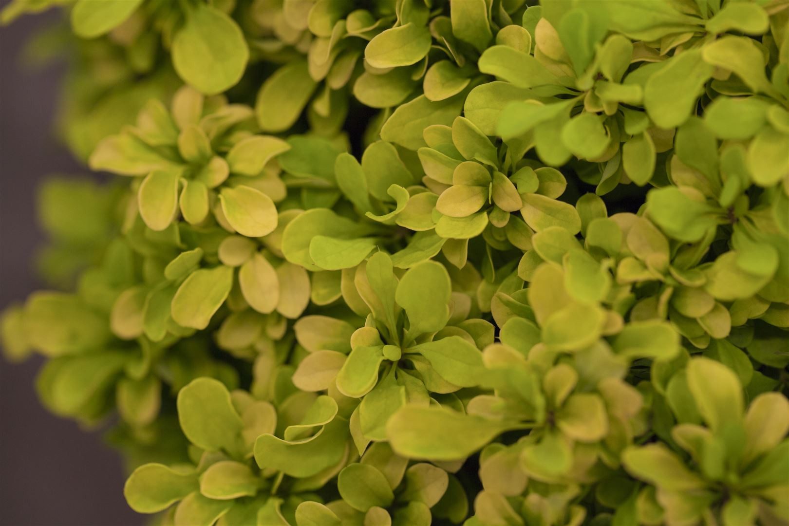 Pflanzen für Dich Gehölze Berberis thunbergii 'Tiny Gold' -s, 1 St., Thunberg-Berberitze, Berberitze