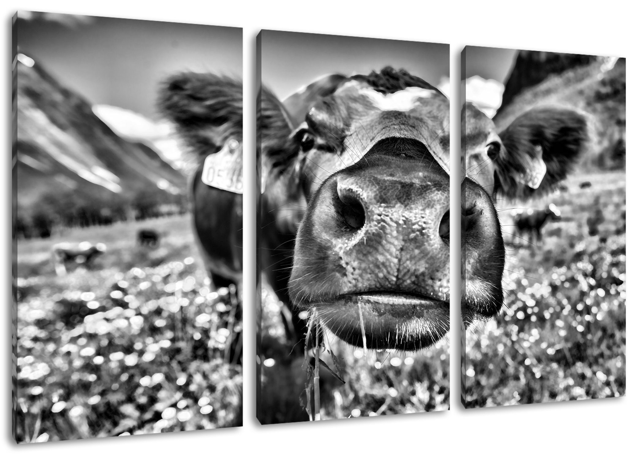Pixxprint Leinwandbild Alpen Kuh auf Bergwiese, Alpen Kuh auf Bergwiese 3Teiler (120x80cm) (1 St), Leinwandbild fertig bespannt, inkl. Zackenaufhänger