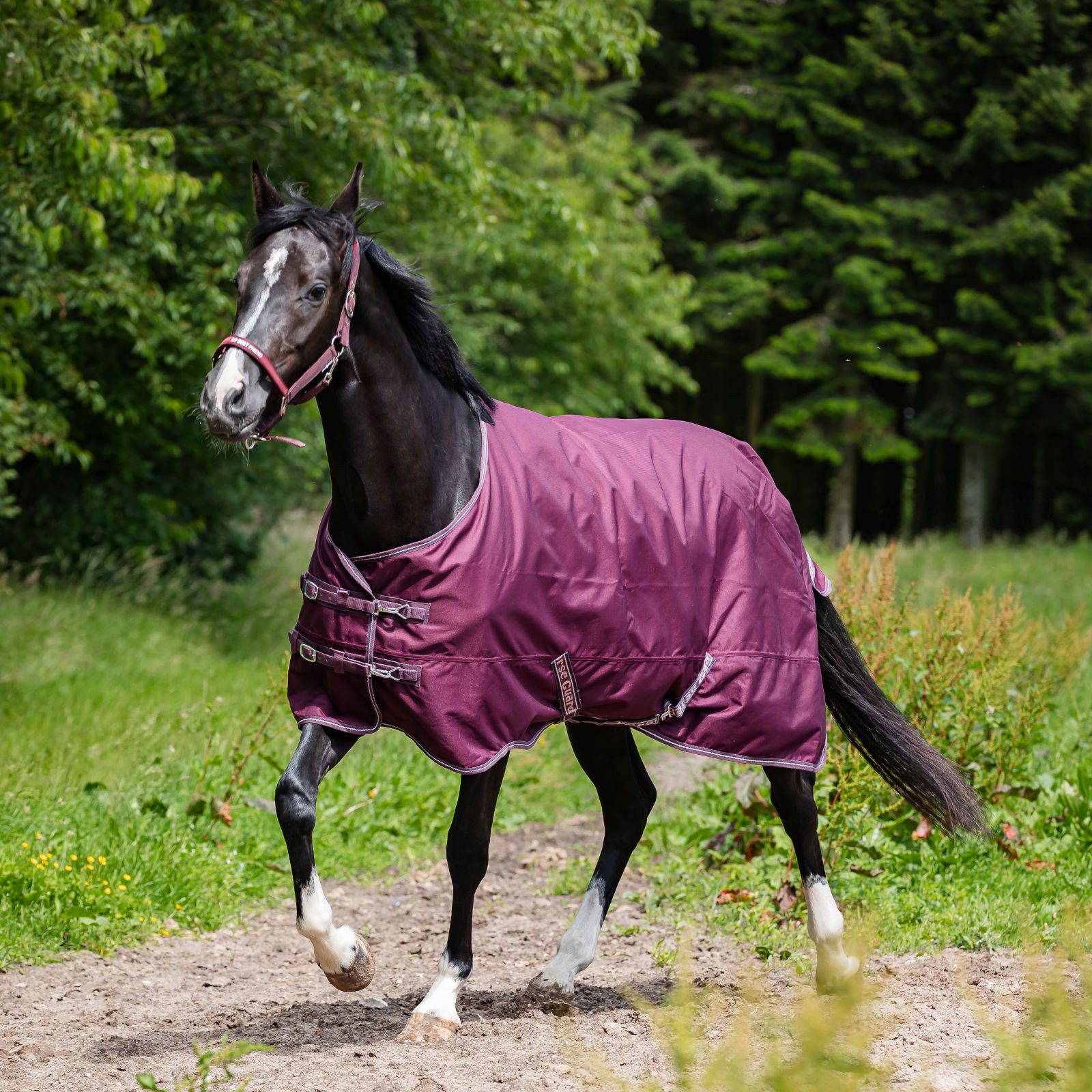 Horse Guard Paddockdecke Turnout Pferdedecke Landon, 120D, 0 g, pflaume