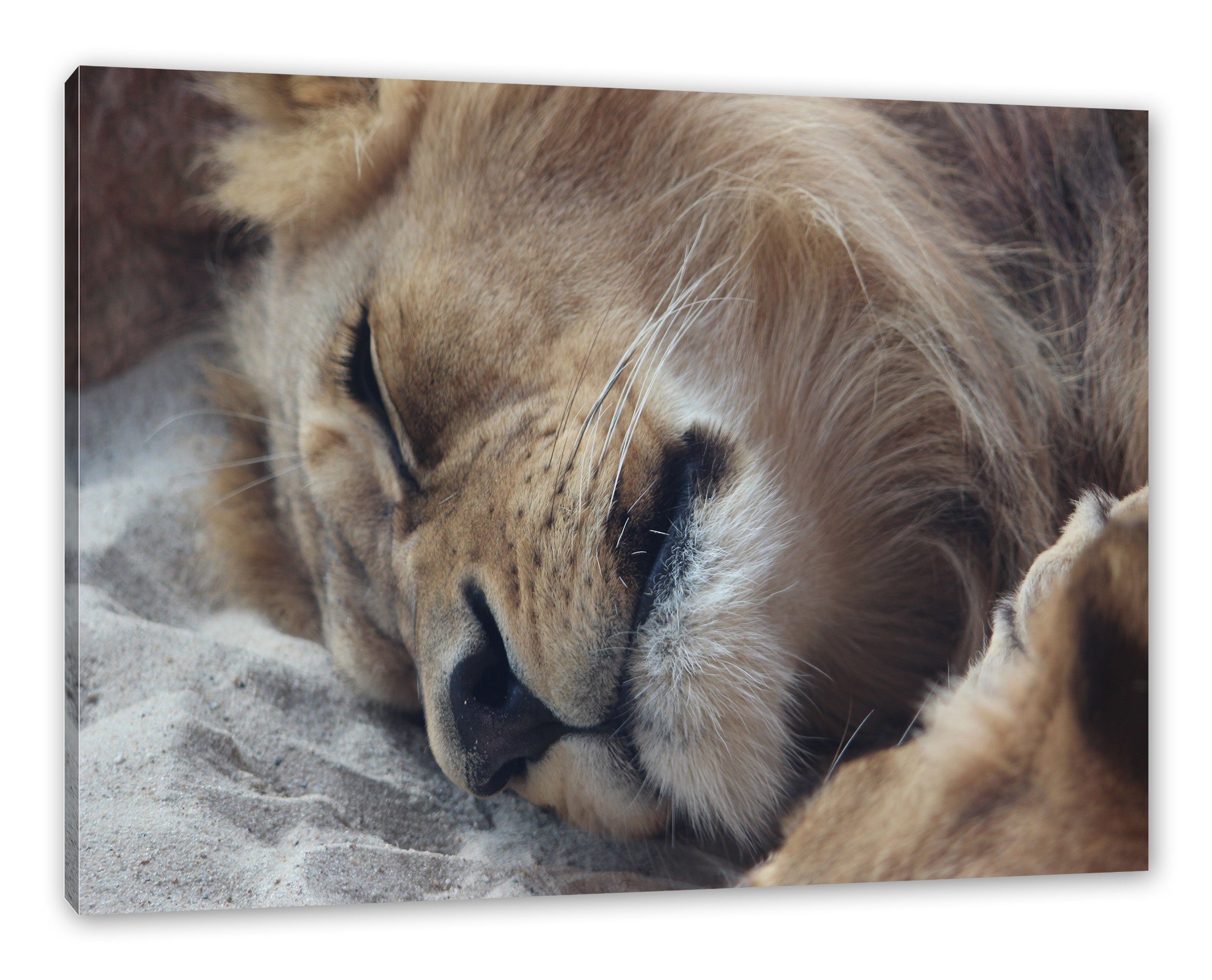 schlafender Löwe, Leinwandbild inkl. Löwe bespannt, schlafender fertig Zackenaufhänger Leinwandbild (1 Pixxprint St),