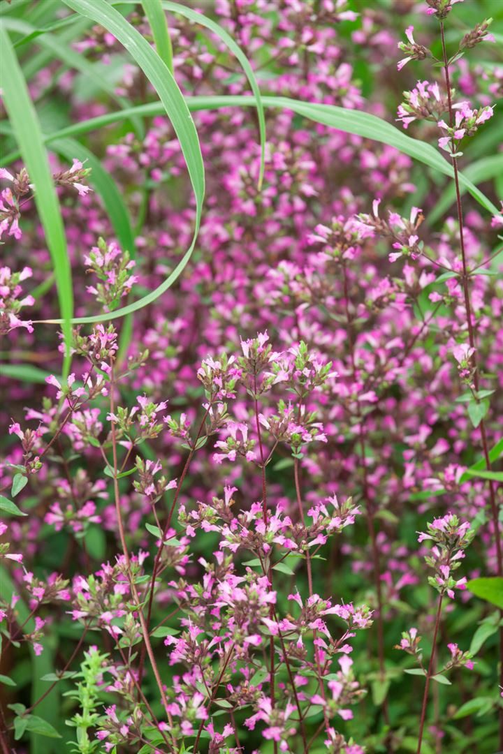 Pflanzen für Dich Staude Origanum laev. Hopley, 1 St., Purpur-Oregano, Zier-Oregano