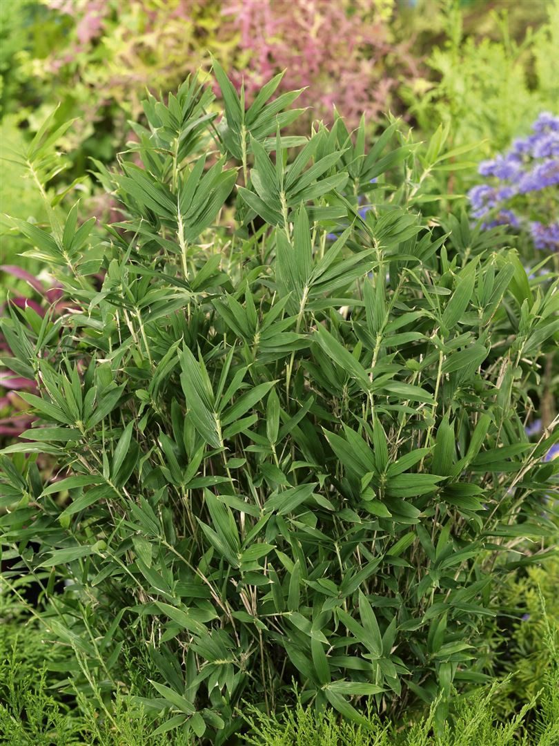 Pflanzen für Dich Gräser Pleioblastus pygmaeus, 1 St., Zwergbambus, Pygmäenbambus, kompakt, bodendecker