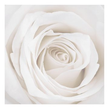 Bilderdepot24 Leinwandbild Blumen Natur Modern Rose weiss Bild auf Leinwand Groß XXL, Bild auf Leinwand; Leinwanddruck in vielen Größen