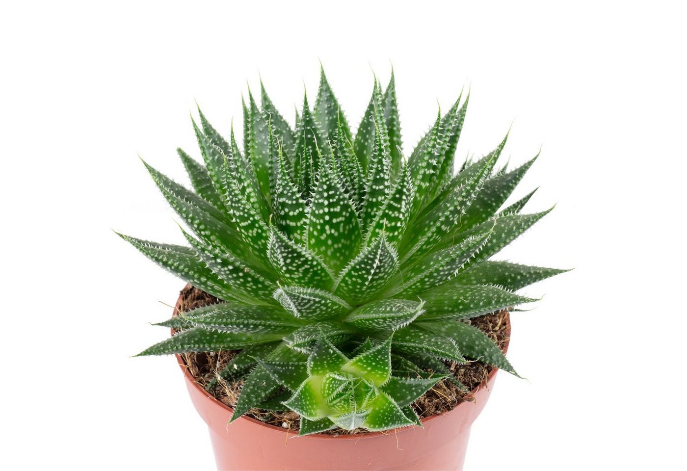 Thumbnail - Flowerbox Zimmerpflanze Aloe - Aloe aristata "magic rocks", - Höhe ca. 20 cm, Topf-Ø 12 cm