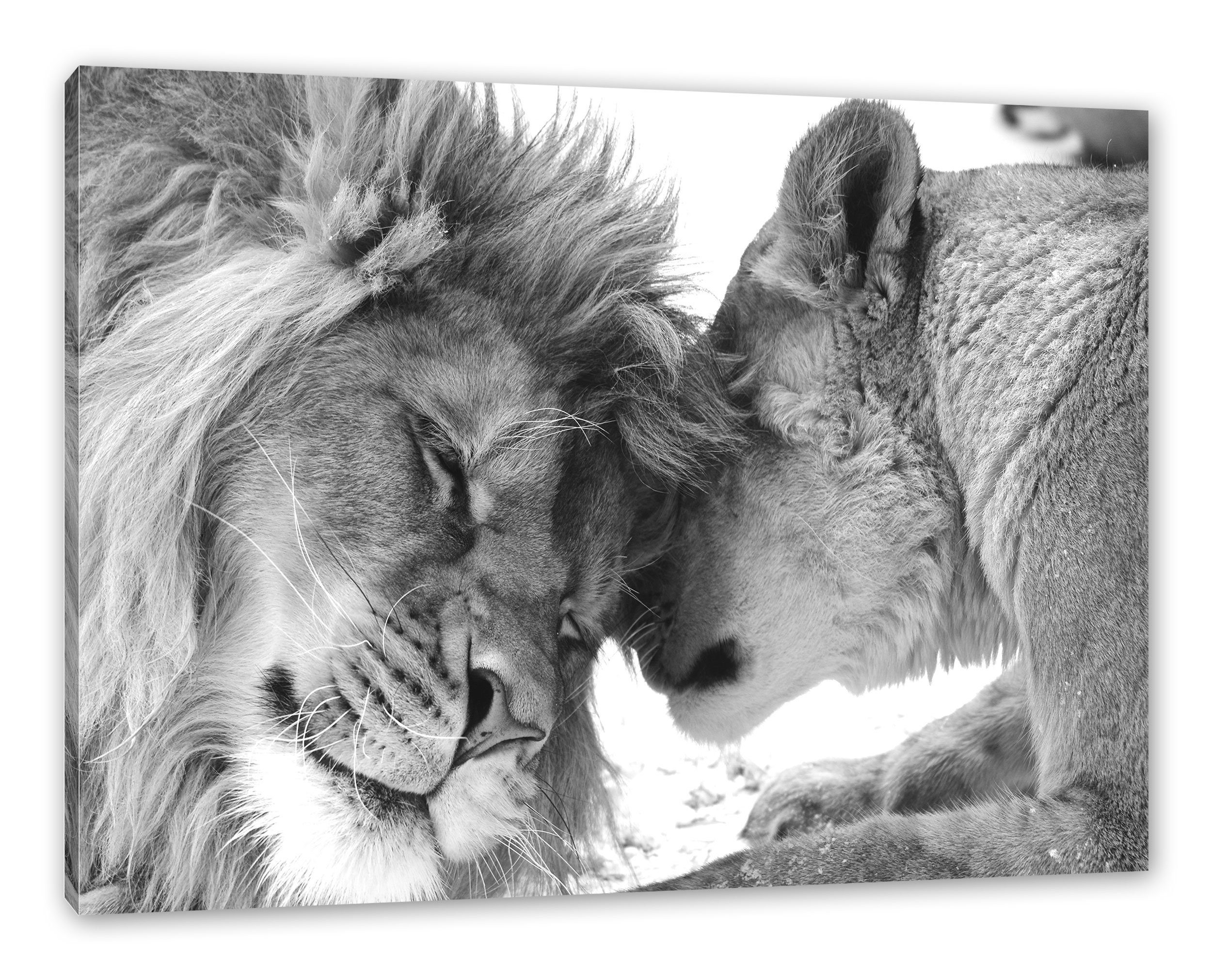 Löwenpaar Löwenpaar, fertig bespannt, Zackenaufhänger inkl. Bezauberndes Leinwandbild Pixxprint kuschelndes Bezauberndes St), kuschelndes Leinwandbild (1