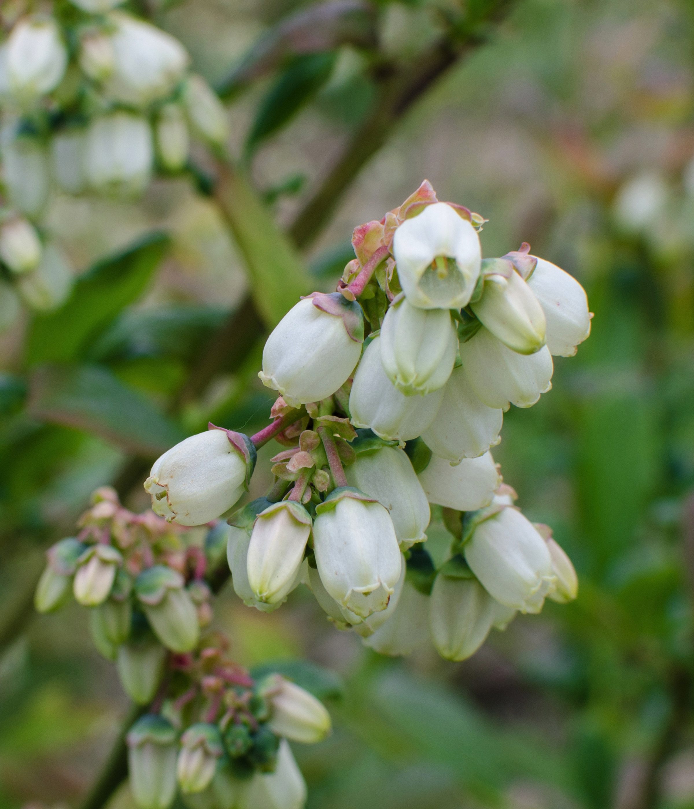Dehner Obstpflanze Bio Heidelbeere Reka, Vaccinium corymbosum, 30-50 cm, Ø Topf 13 cm, reichtragende Selbstbefruchter-Sorte, insektenfreundlich