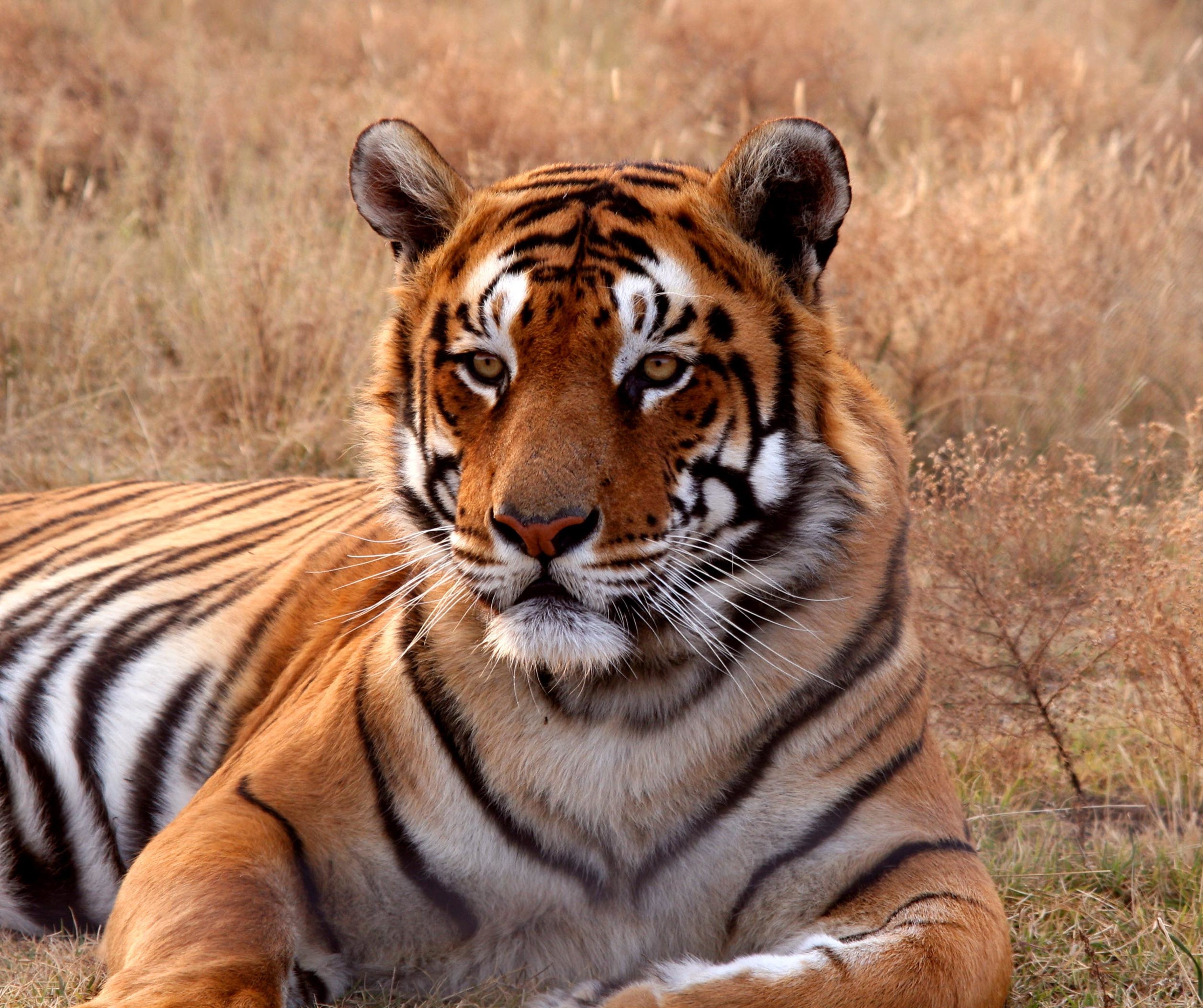Fototapete VLIES-Tapete Premium "Tiger"