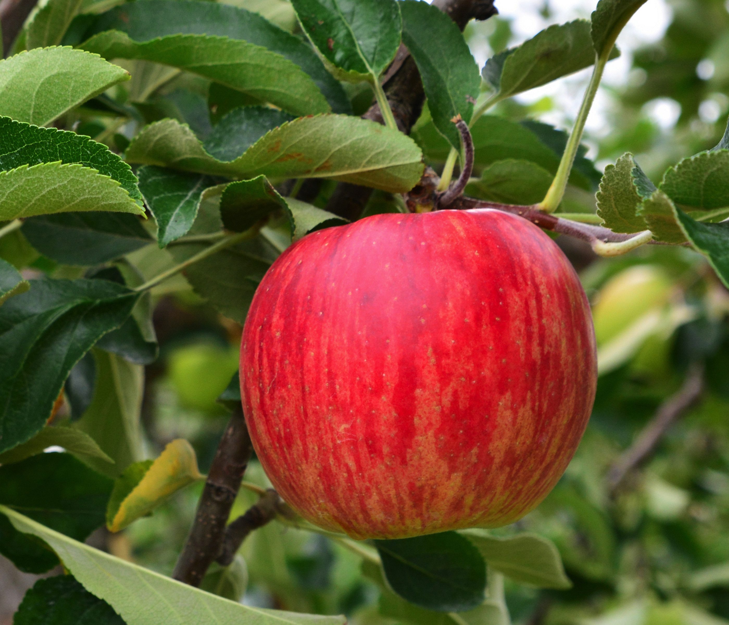 Dehner Apfelbaum Winterapfel Jonagold, Malus domestica, süß-säuerliche Früchte, Apfelbaum mit bekannter Apfelsorte