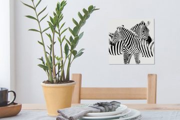 OneMillionCanvasses® Leinwandbild Zwei Zebras auf weißem Hintergrund, (1 St), Leinwand Bilder für Wohnzimmer Schlafzimmer