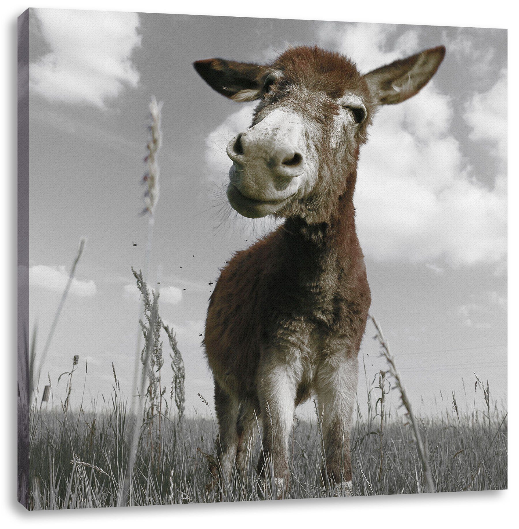 Pixxprint Leinwandbild Esel im Feld, Esel im Feld (1 St), Leinwandbild fertig bespannt, inkl. Zackenaufhänger