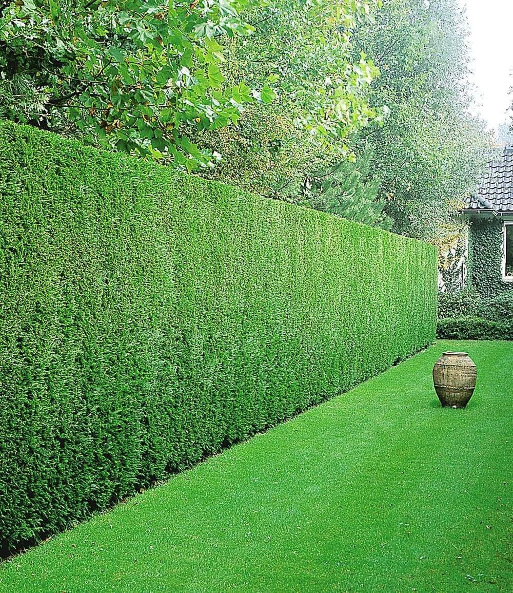 BALDUR Garten Hecken Leyland-Zypressen-Hecke 20 Pflanzen, 20 St., Schnellwachsend, immergrün,winterhart, mehrjährig, blickdicht