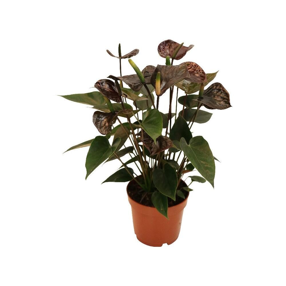 Exotenherz Zimmerpflanze Anthurium andreanum "Black Karma" - mit schwarzer Blüte im 12cm Topf