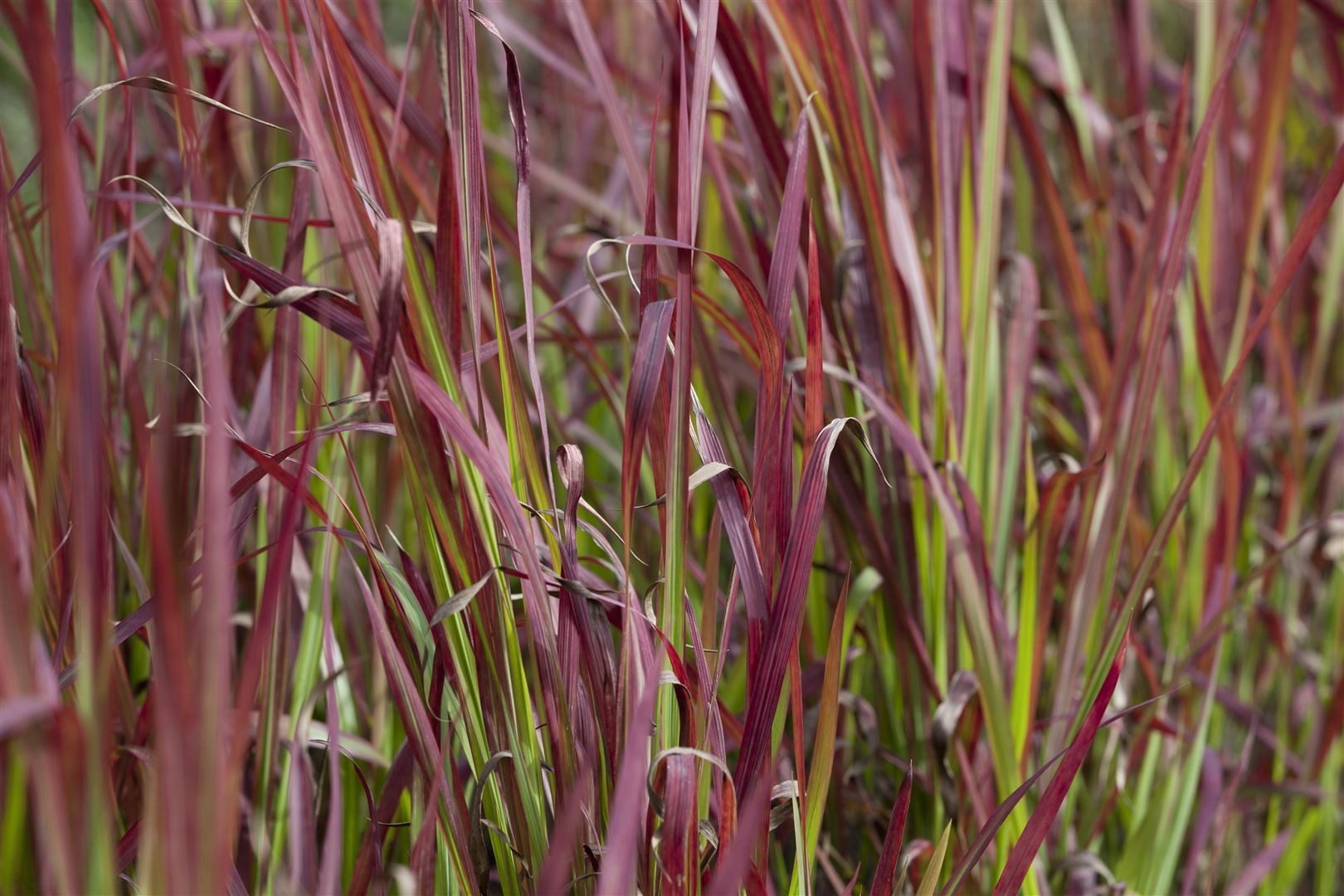 Pflanzen für Dich Gräser Imperata cylindrica Red Baron, 1 St., Blutgras, Japanisches Blutgras, rote Spitzen, horstbildend