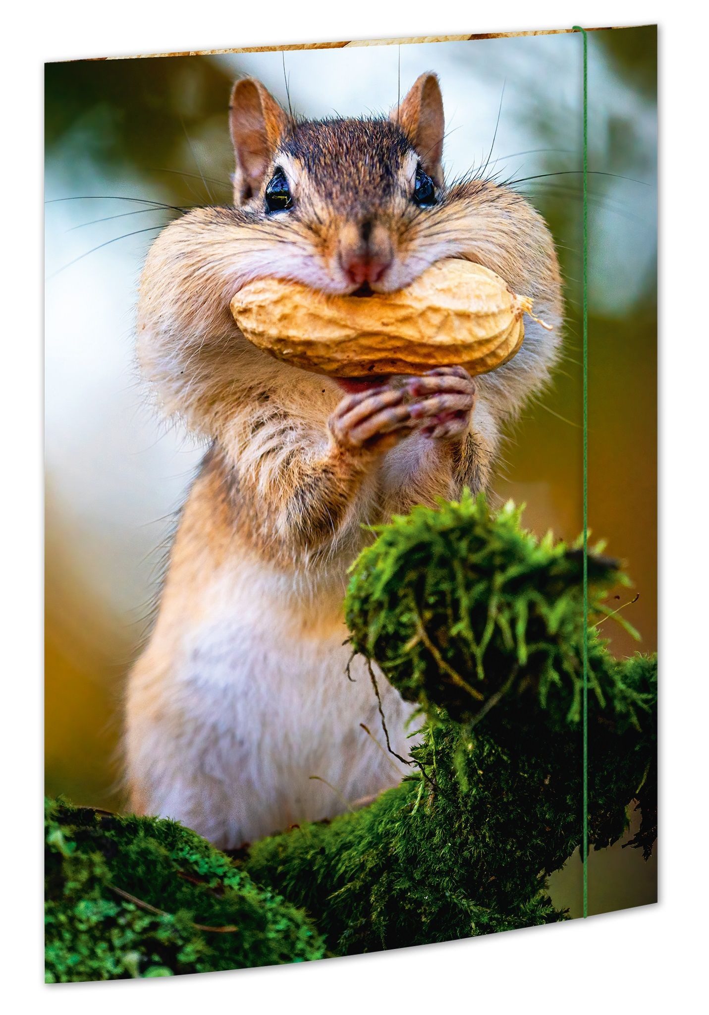 RNK Organisationsmappe RNK Zeichenmappe Chipmunk DIN A3 Gummizug 310x440mm