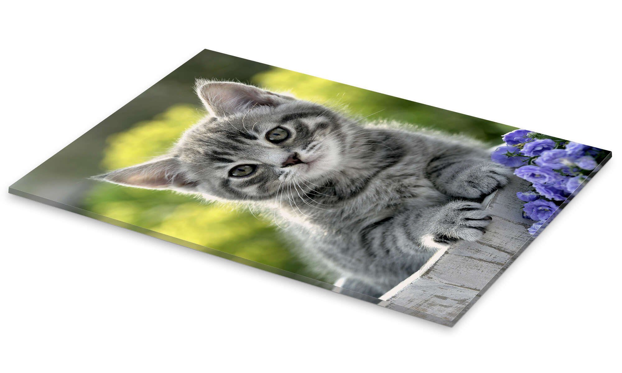 Posterlounge Wandbild Katzeneimer, Greg Cuddiford, erhältlich als Poster, Leinwandbild, Wandsticker oder Acrylglasbild