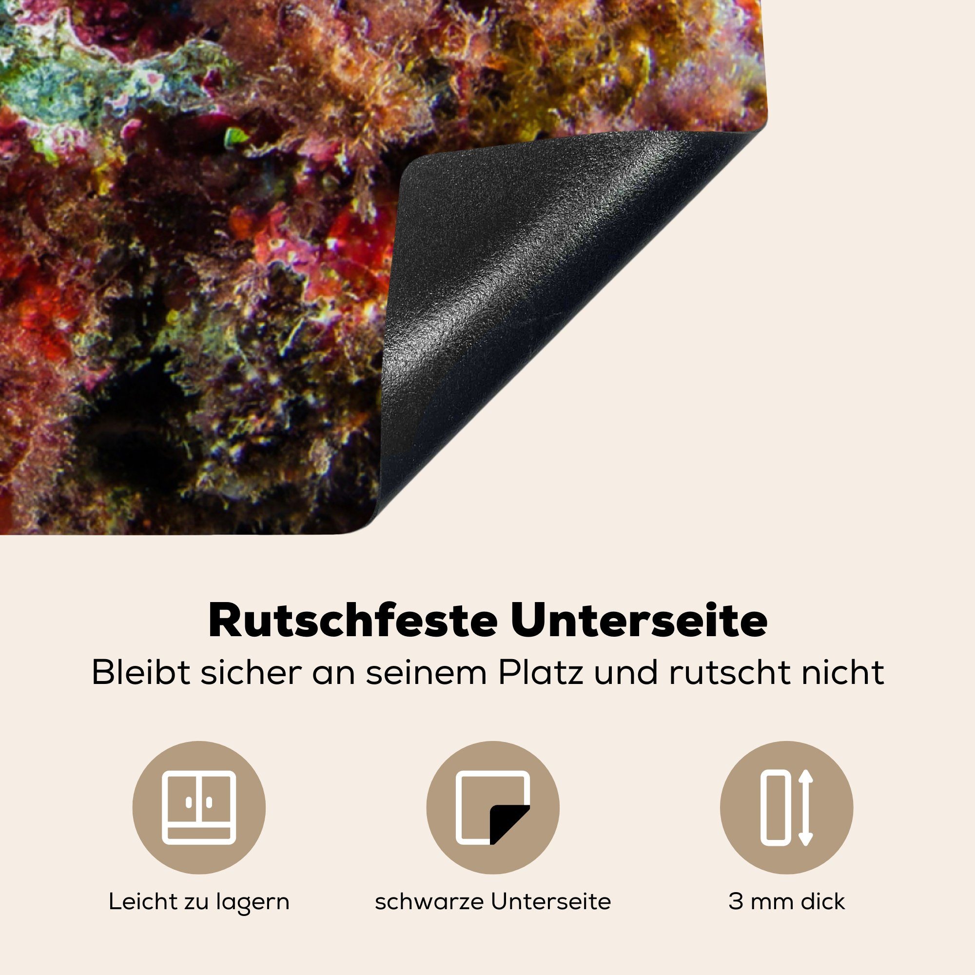 MuchoWow - 78x78 tlg), - Vinyl, küche für Ceranfeldabdeckung, cm, Tiere, Seesterne Arbeitsplatte Korallen (1 Herdblende-/Abdeckplatte