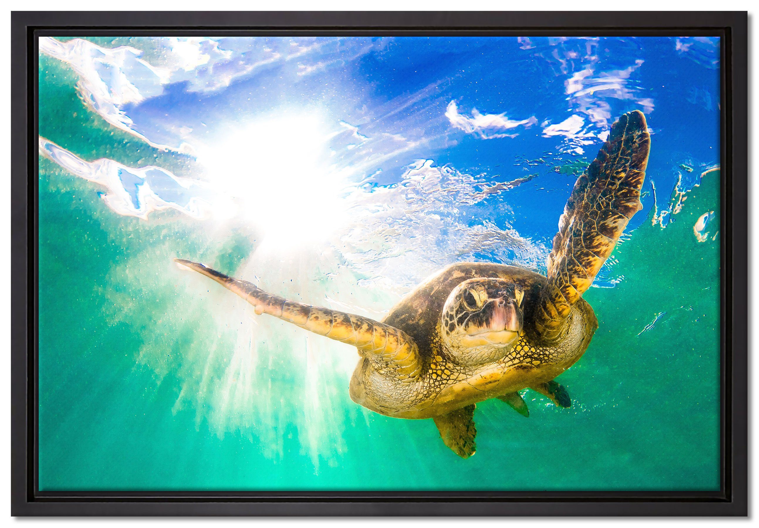 Pixxprint Leinwandbild Grüne Meeresschildkröte, Wanddekoration (1 St), Leinwandbild fertig bespannt, in einem Schattenfugen-Bilderrahmen gefasst, inkl. Zackenaufhänger