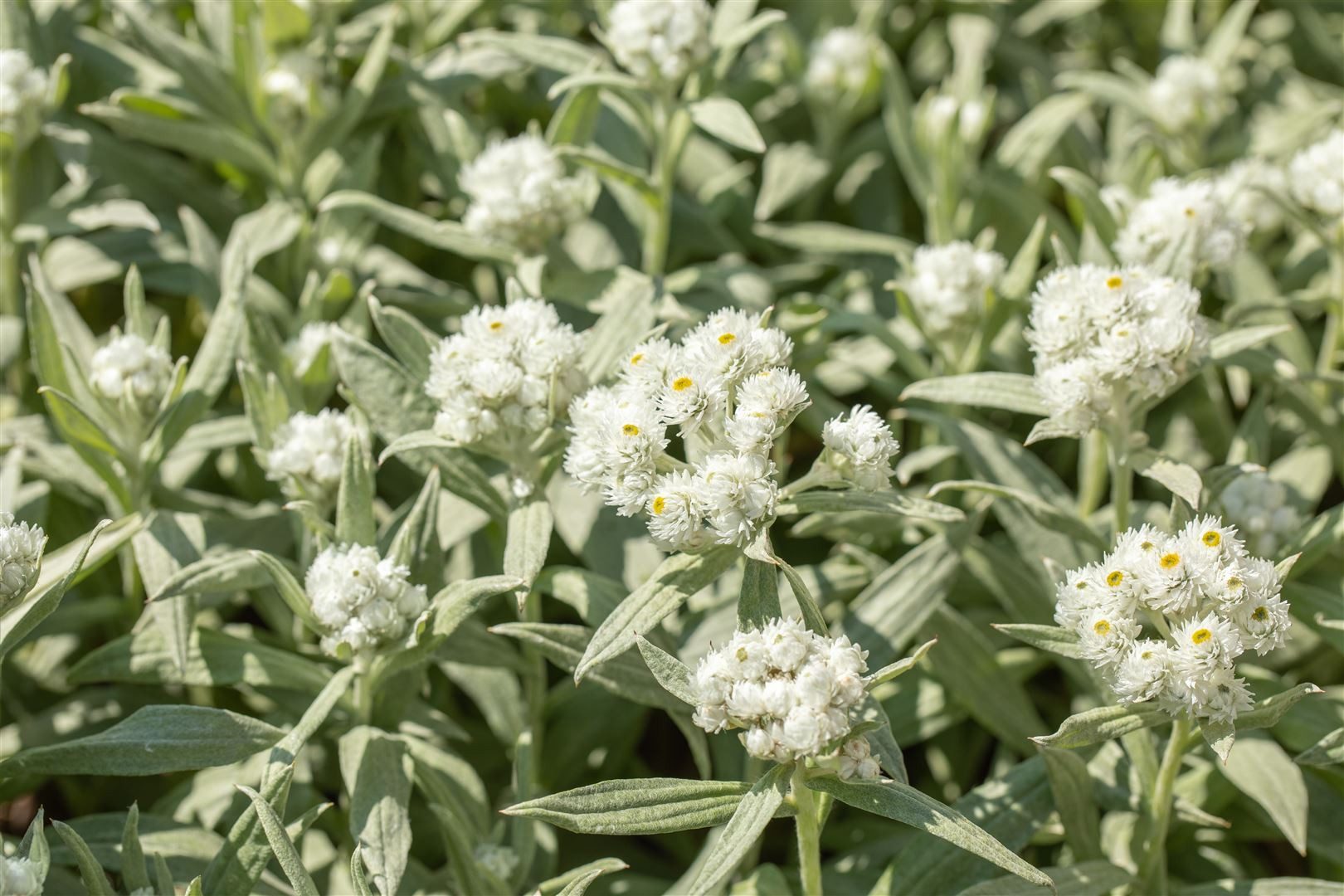 Pflanzen für Dich Staude Anaphalis margaritacea, 1 St., Perlkörbchen, Silberimmortelle