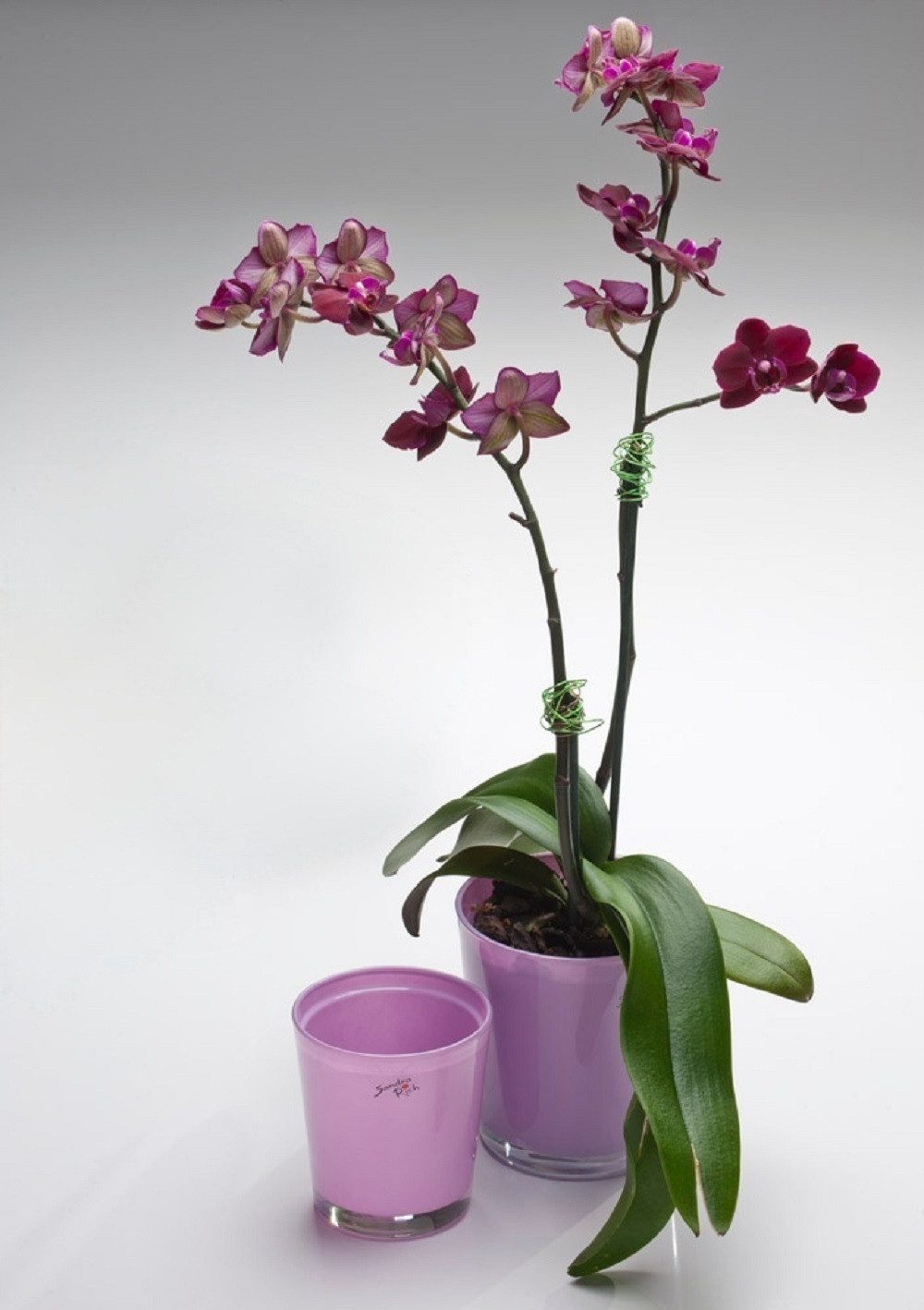 Sandra Rich Übertopf SANDRA RICH, Glas- ÜBERTOPF, ORCHID, Orchideenglas ca 11x10cm.