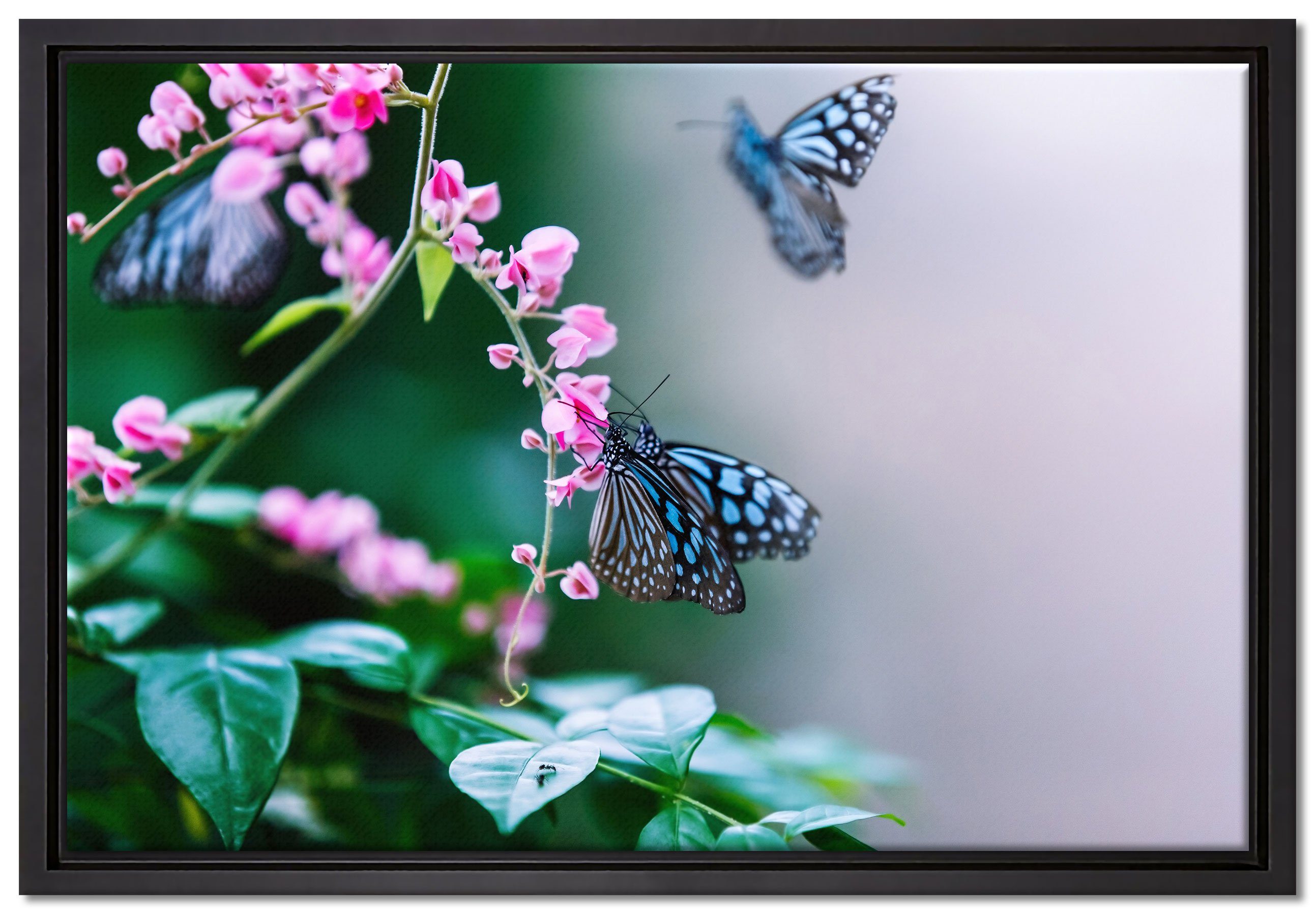 Pixxprint Leinwandbild Schmetterlinge auf rosa Blumen, Wanddekoration (1 St), Leinwandbild fertig bespannt, in einem Schattenfugen-Bilderrahmen gefasst, inkl. Zackenaufhänger
