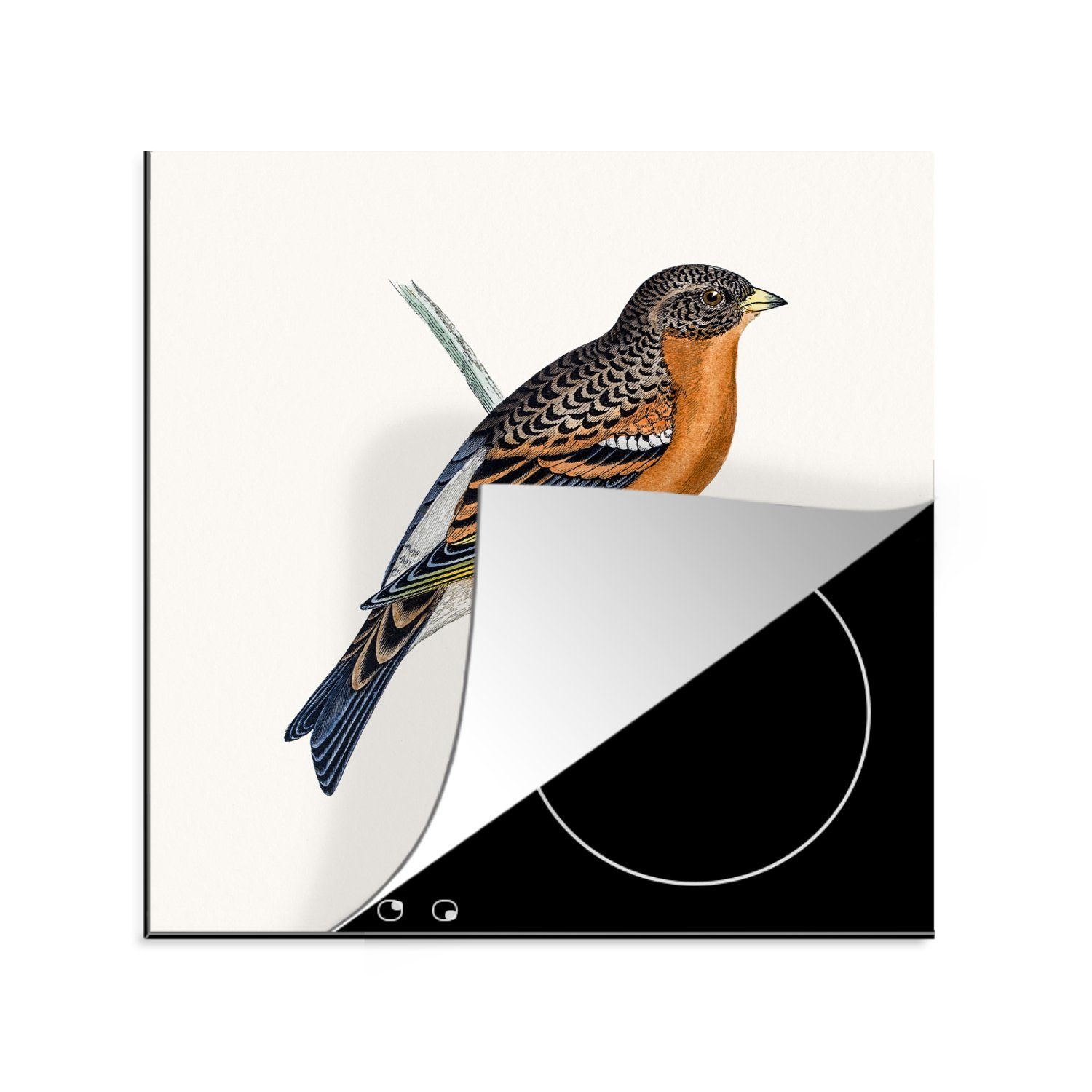 MuchoWow Herdblende-/Abdeckplatte Antiker Vogeldruck handgezeichnet, Vinyl, (1 tlg), 78x78 cm, Ceranfeldabdeckung, Arbeitsplatte für küche