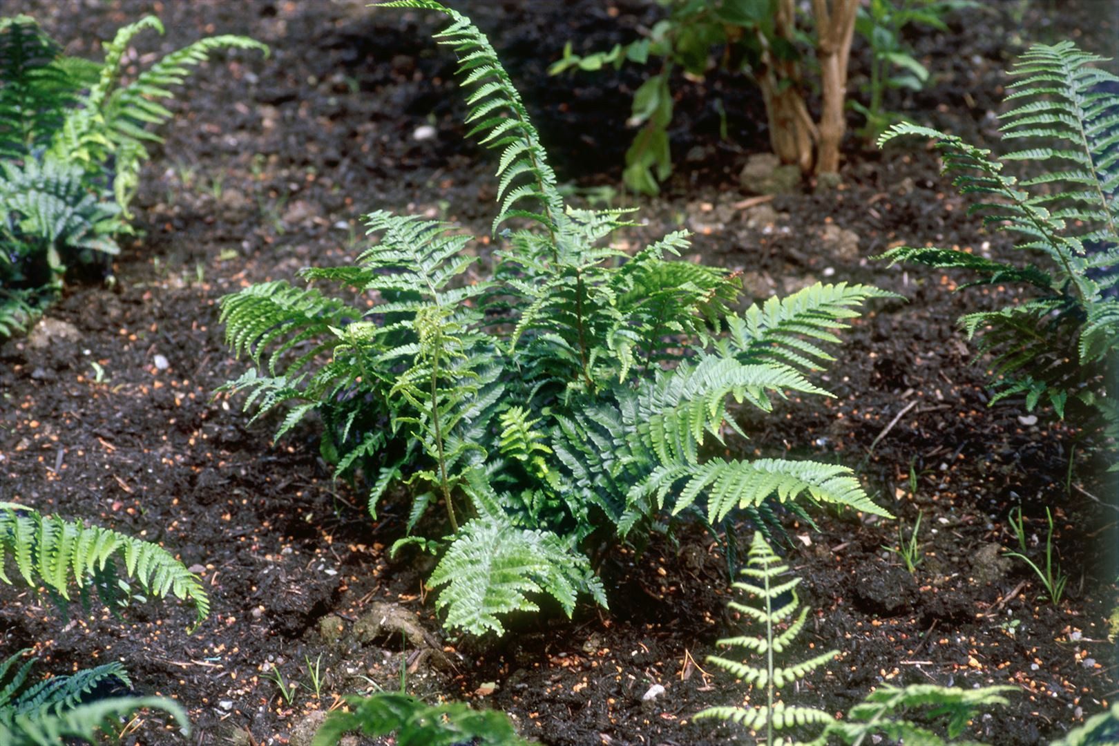 Pflanzen für Dich Gräser Dryopteris affinis Crispa, 1 St., Schmuckfarn, Goldschuppenfarn, gewellte blätter, winterhart