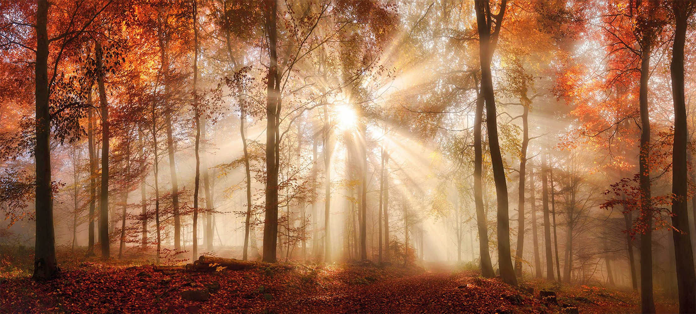 Bönninghoff Bild Wandbild HERBSTWALD XXL 90x200 cm – Leinwandbild Keilrahmen Deko, Sonnenaufgang & -untergang, Wald, Waldbilder, auf Keilrahmen gespannt