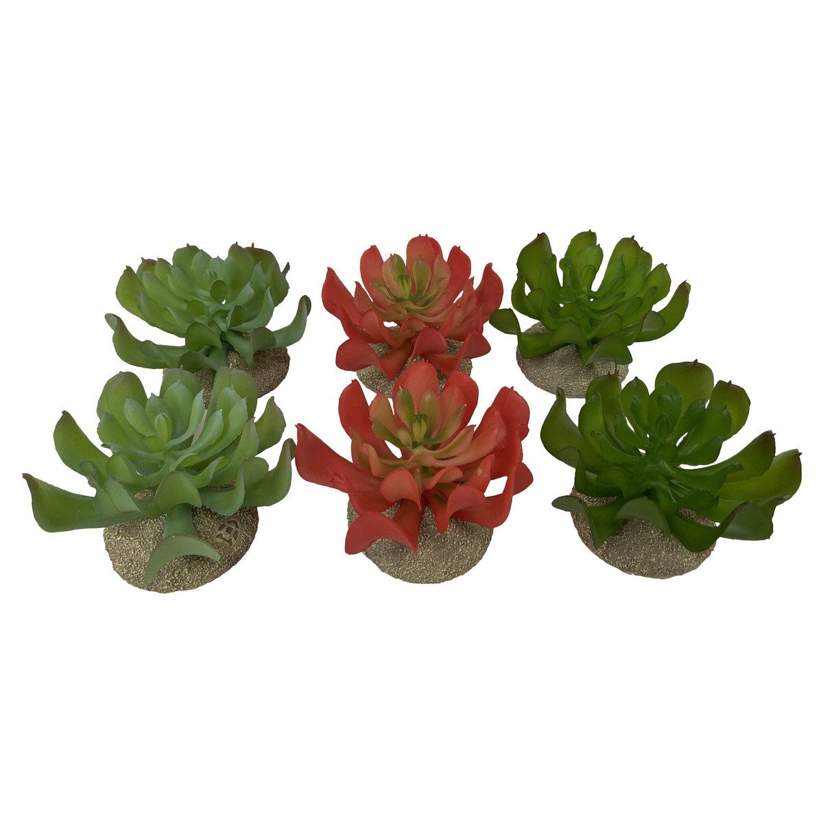Terra Della Terrariendeko Terrarium Dekoration Echeveria