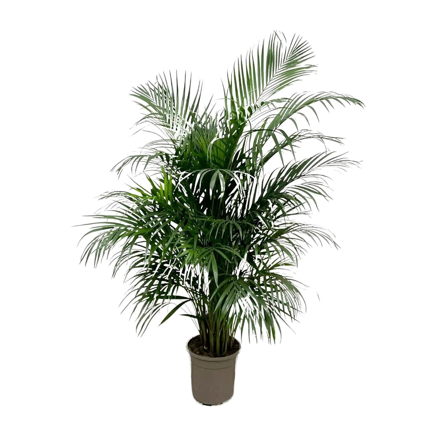Florora Zimmerpflanze Dypsis Lutescens – Areca-Palme – 150 cm – Topf 24 cm