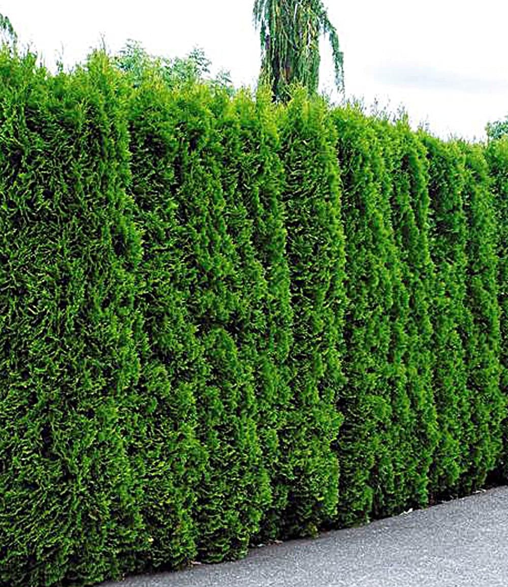 BALDUR Garten Hecken Lebensbaum-Hecke 'Thuja Smaragd', 1 St., Zypressengewächse, winterhart, mehrjährig, blickdicht