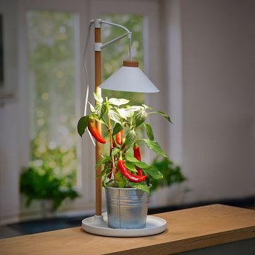 Northpoint Pflanzenlampe LED Pflanzenleuchte Kräutergarten aus Echtholz 9W 550 Lumen Timer