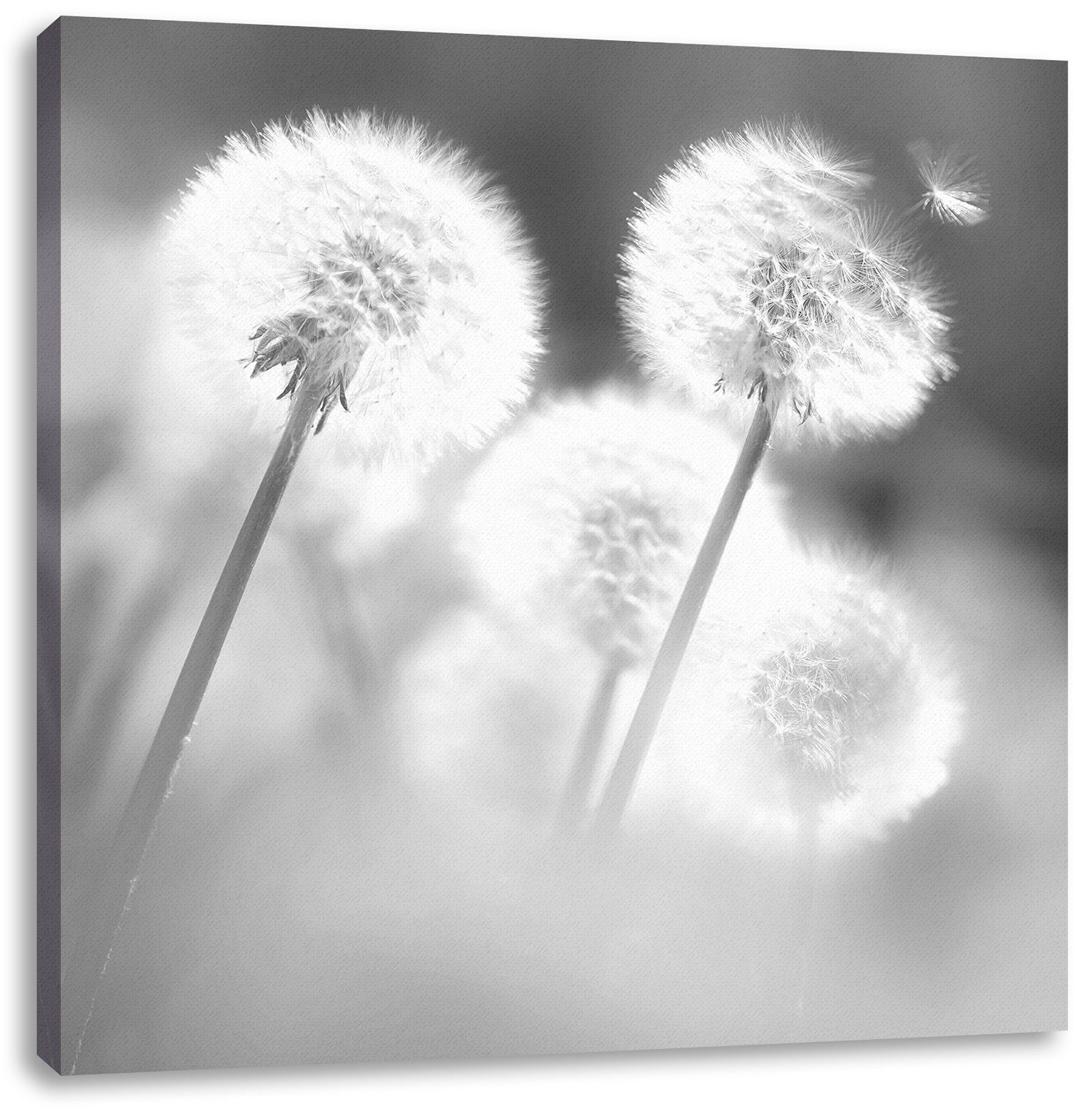 Pusteblumen bespannt, inkl. Leinwandbild Zackenaufhänger Leinwandbild (1 Pusteblumen Wind, fertig im im Wind St), Pixxprint