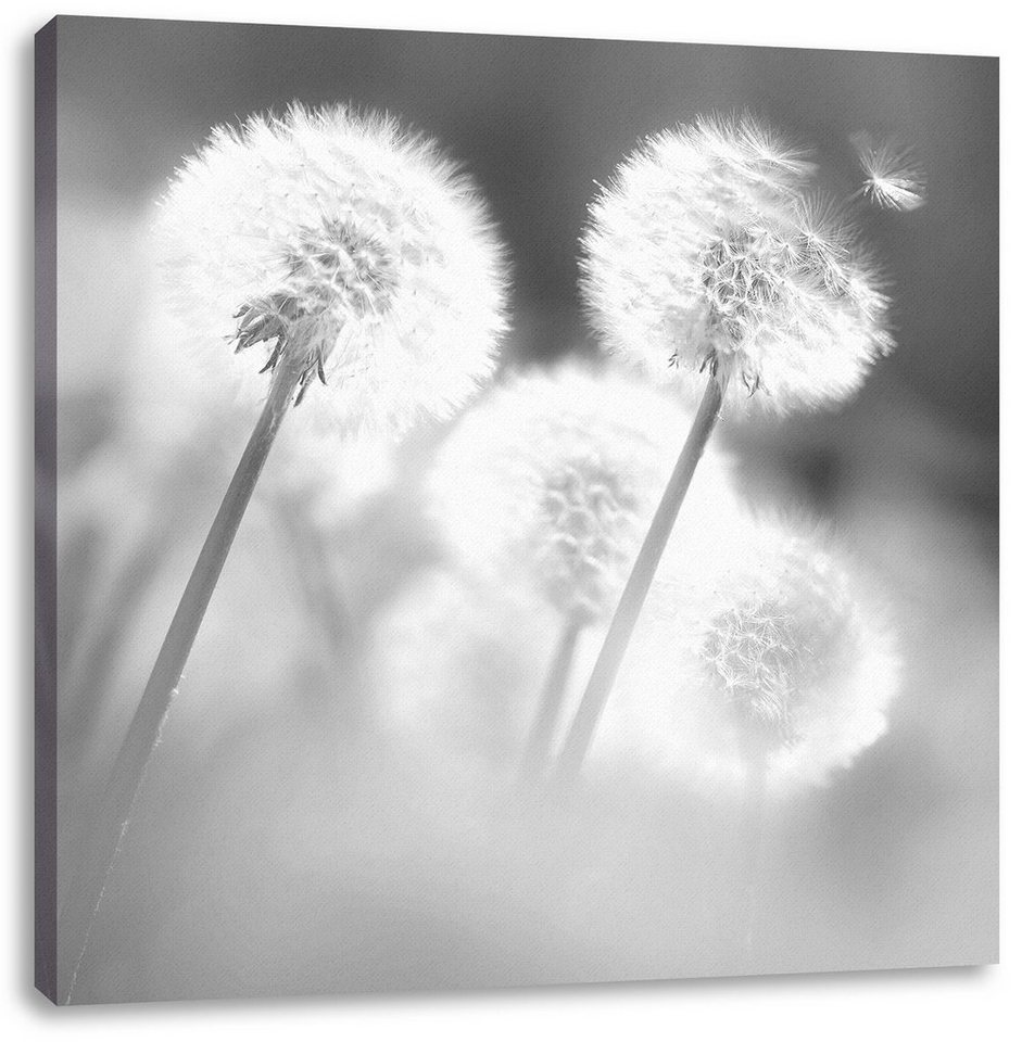 Pixxprint Leinwandbild Pusteblumen im Wind, Pusteblumen im Wind (1 St),  Leinwandbild fertig bespannt, inkl. Zackenaufhänger