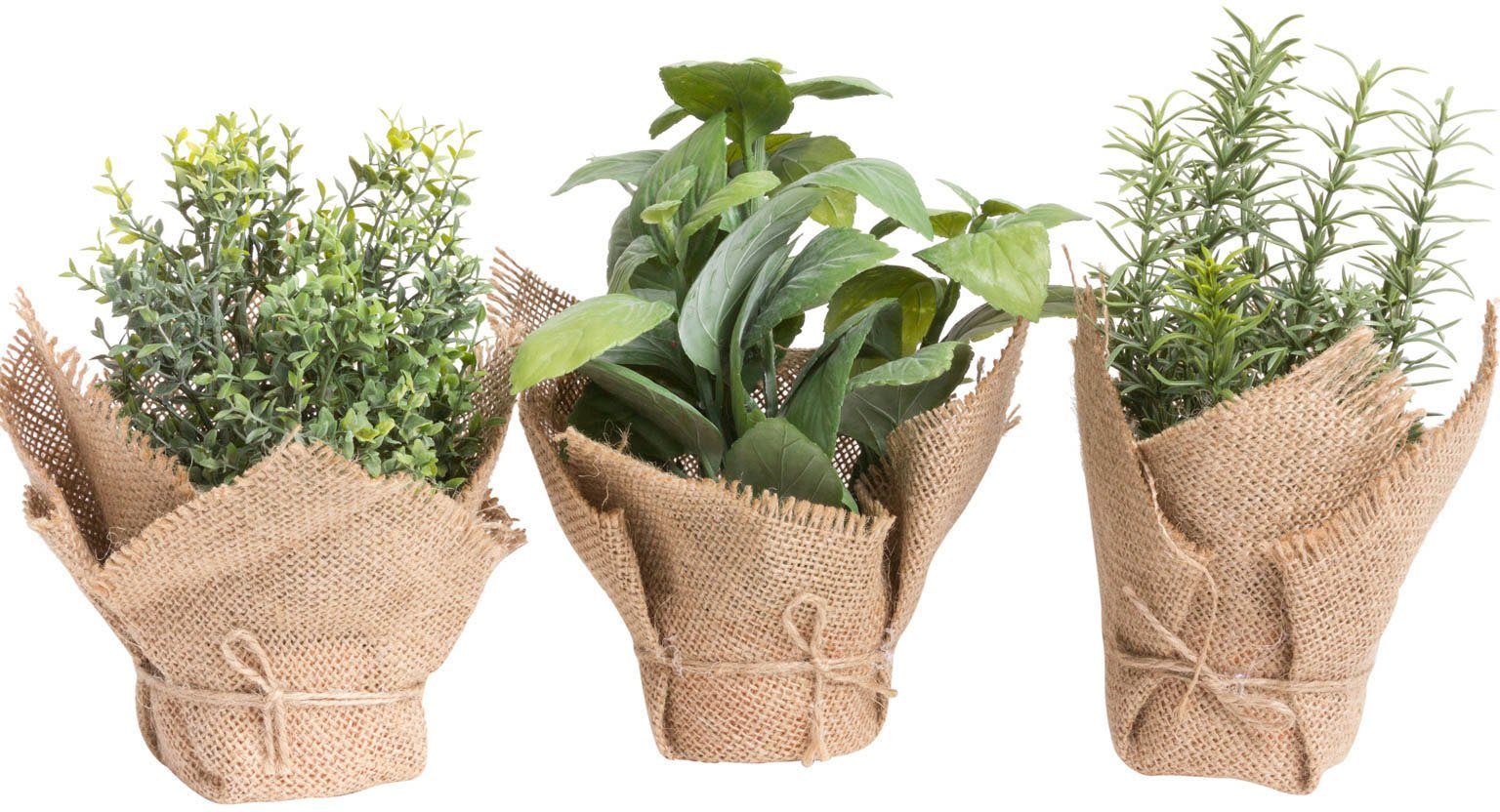 Künstliche Zimmerpflanze Kräuter Kräuter, Botanic-Haus, Höhe 20 cm günstig online kaufen
