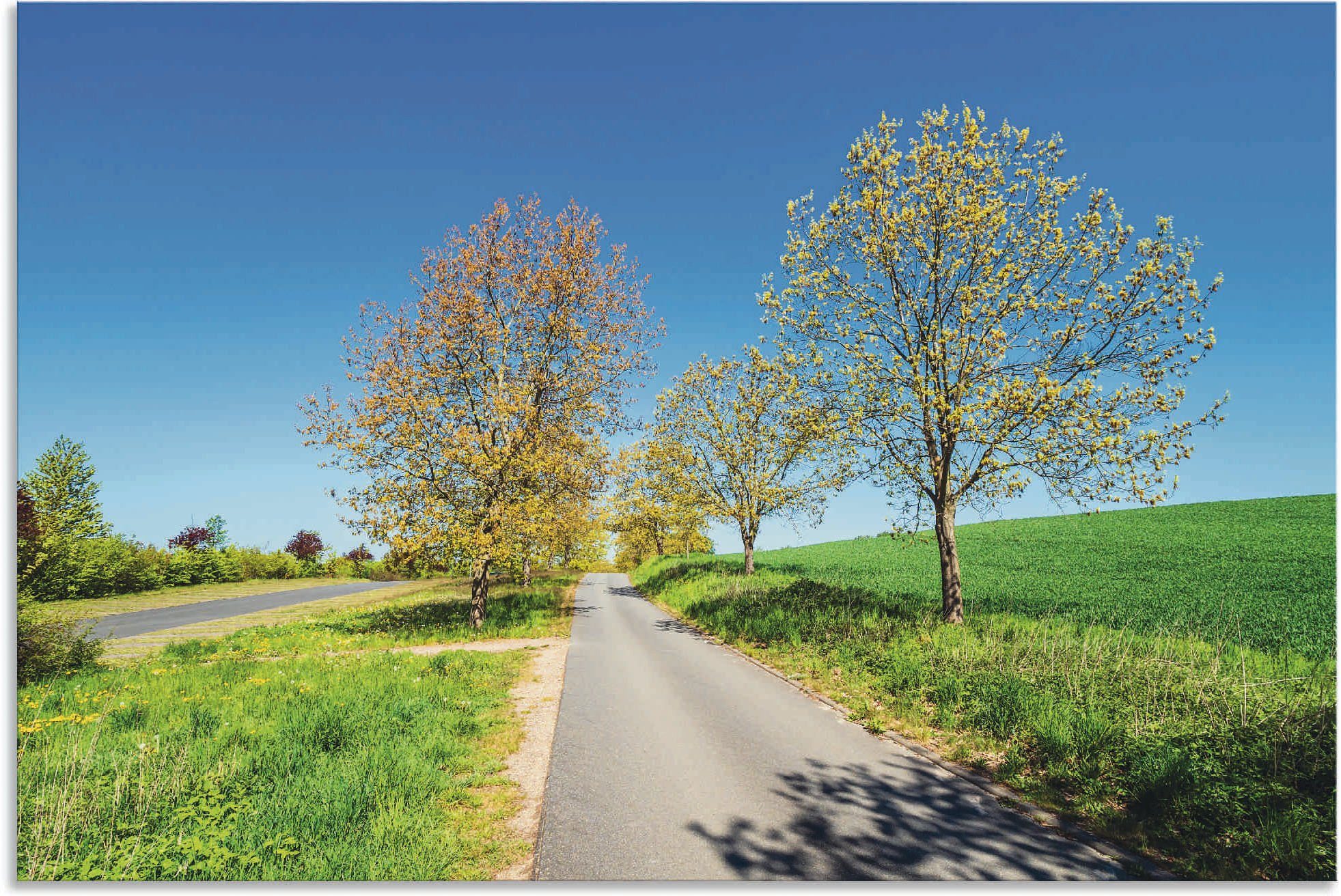 Wandbild Straße bei Bäume Kuchelmiß, Artland versch. in als (1 Leinwandbild, Wiesen Größen oder St), & und Wandaufkleber Baumbilder Alubild, Poster