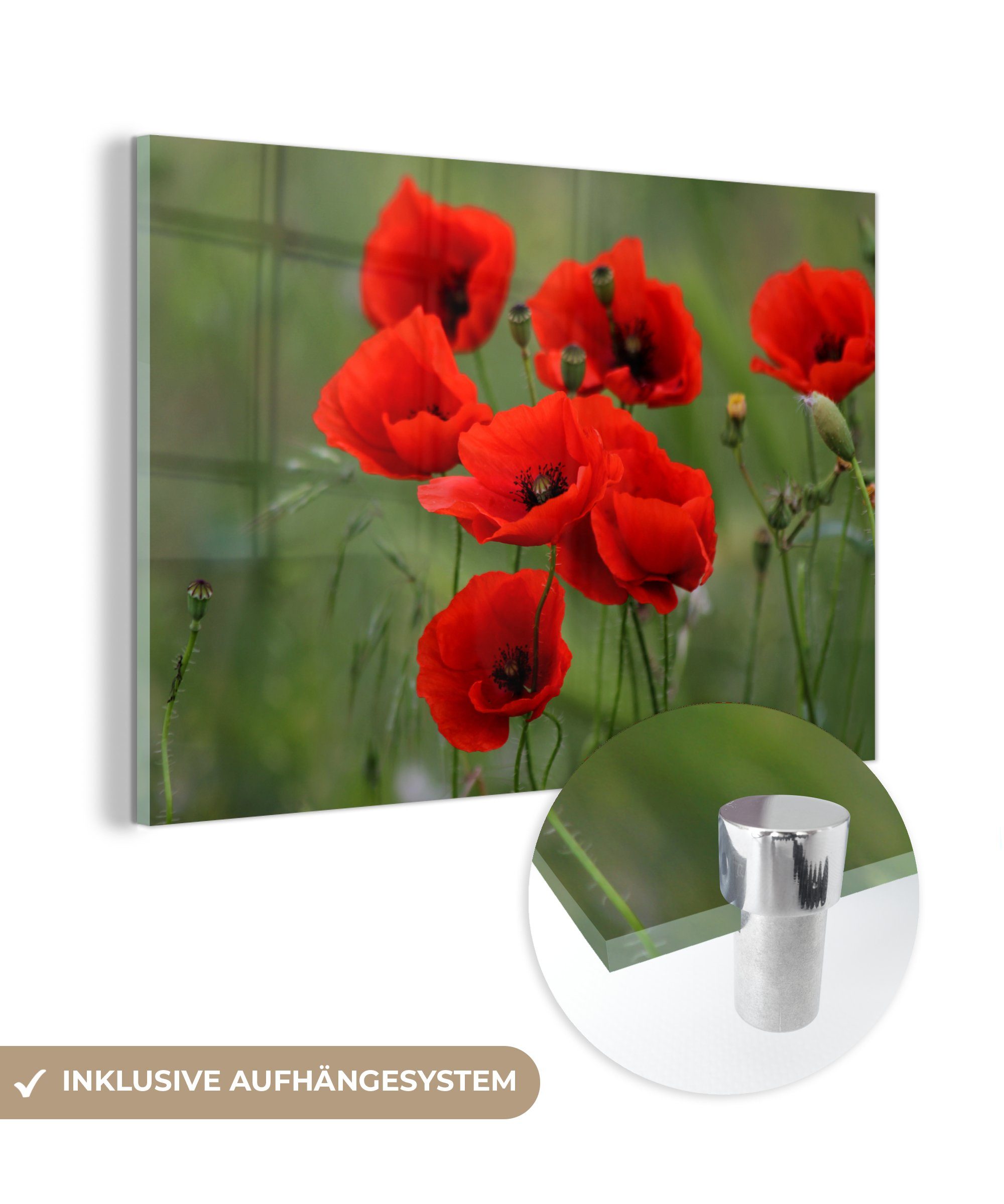 MuchoWow Acrylglasbild Blumen - Mohn - Rot, (1 St), Acrylglasbilder Wohnzimmer & Schlafzimmer