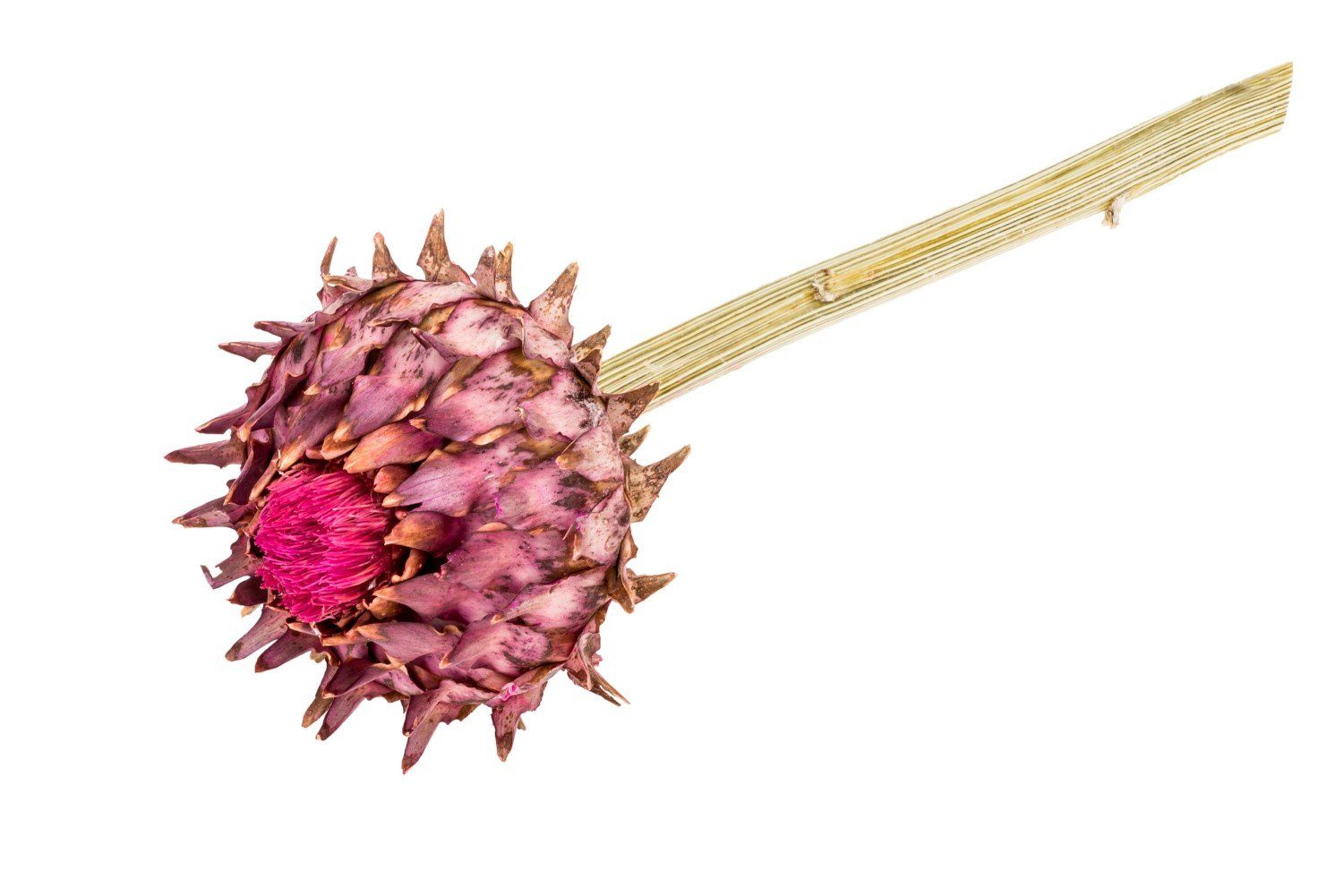 Trockenblume Cynara Artischocke mit Stiel ca. günstig online kaufen