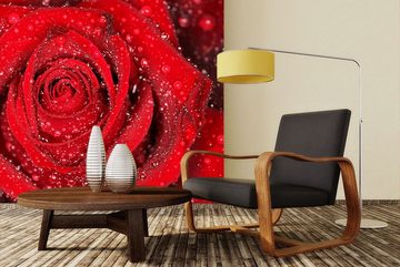 WandbilderXXL Fototapete Morning Rose, glatt, Winterlandschaft, Vliestapete, hochwertiger Digitaldruck, in verschiedenen Größen