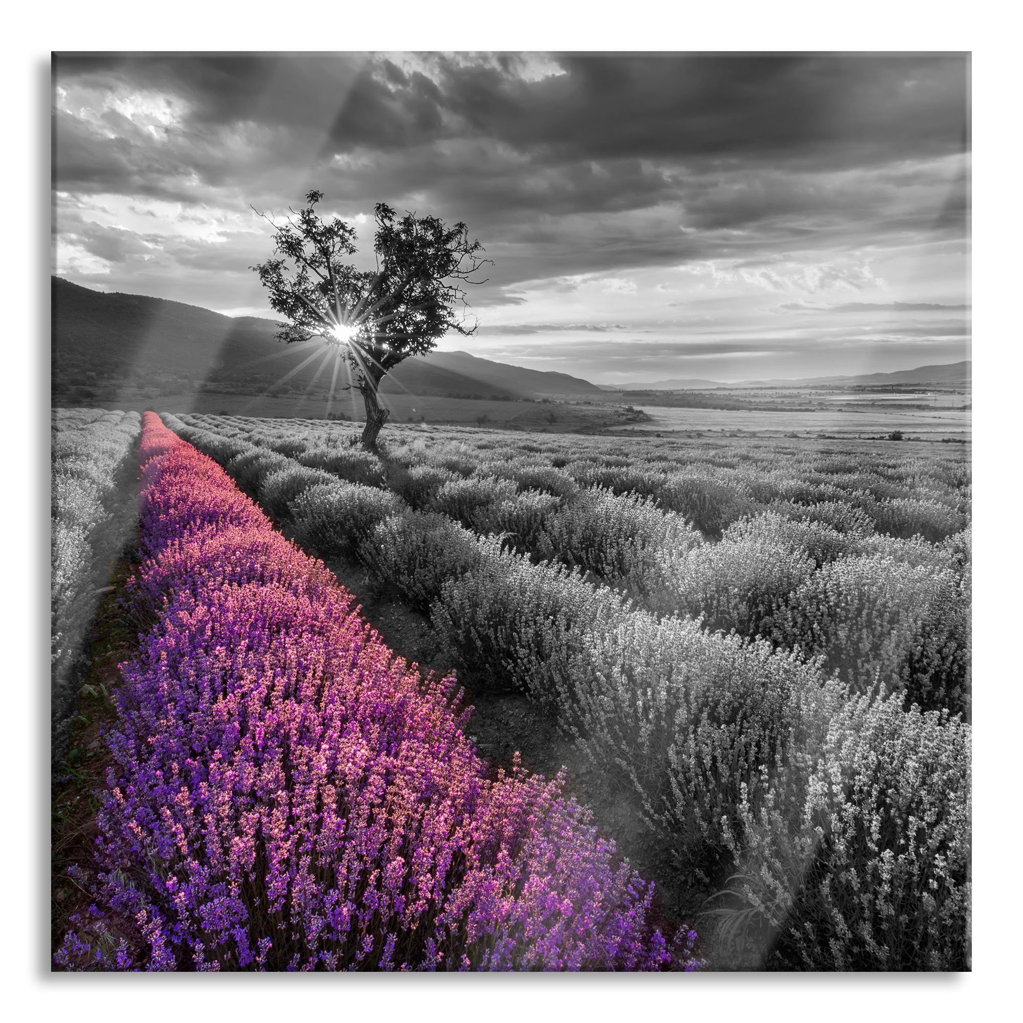 Pixxprint Glasbild Lavendelfeld mit Baum, Lavendelfeld mit Baum (1 St), Glasbild aus Echtglas, inkl. Aufhängungen und Abstandshalter