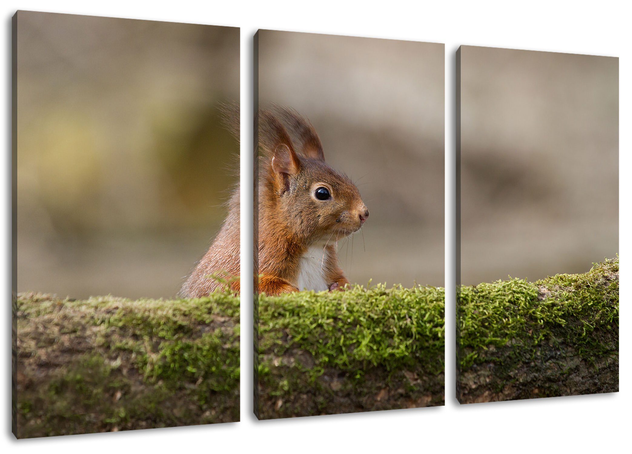Pixxprint Leinwandbild Eichhörnchen hinter Baumstamm, 3Teiler bespannt, Eichhörnchen Zackenaufhänger Leinwandbild (1 Baumstamm St), (120x80cm) inkl. hinter fertig