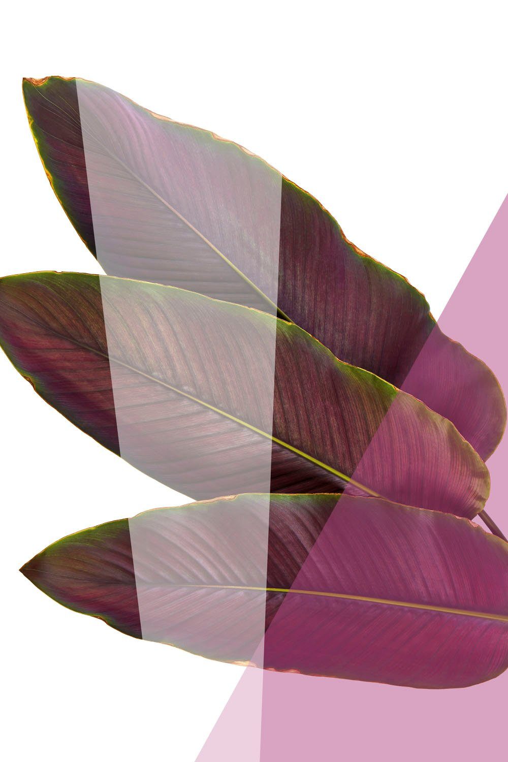 queence Acrylglasbild Blätter, Blätter, Blätterbilder, Kunst, Pflanzen, Pflanzenbilder, Fine Art-Print in Galeriequalität