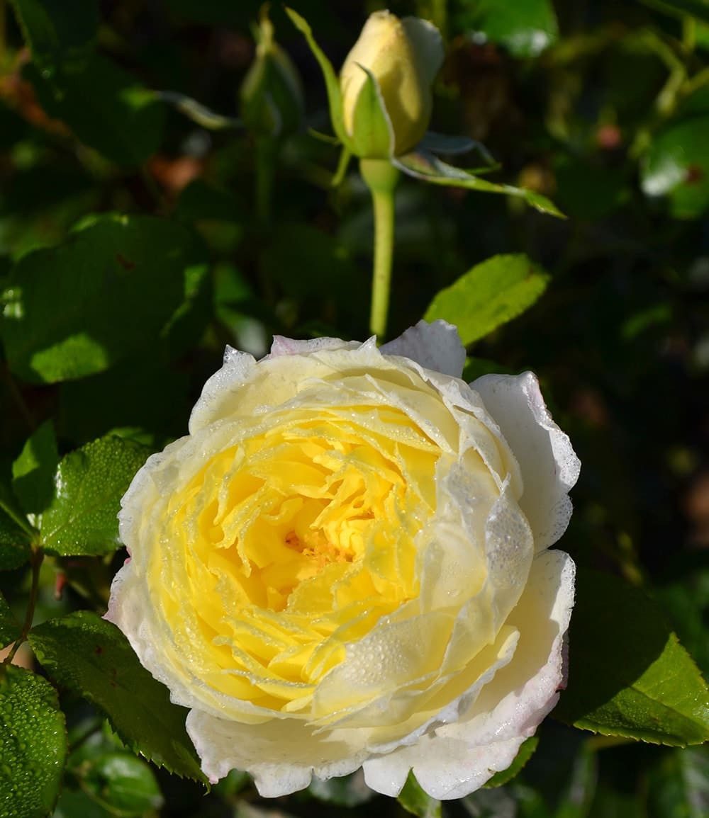 BALDUR Garten Rose Kletterrose 'Amnesty International®', 1 St., Kletterpflanze, winterhart, mehrjährig, duftend, pflegeleicht