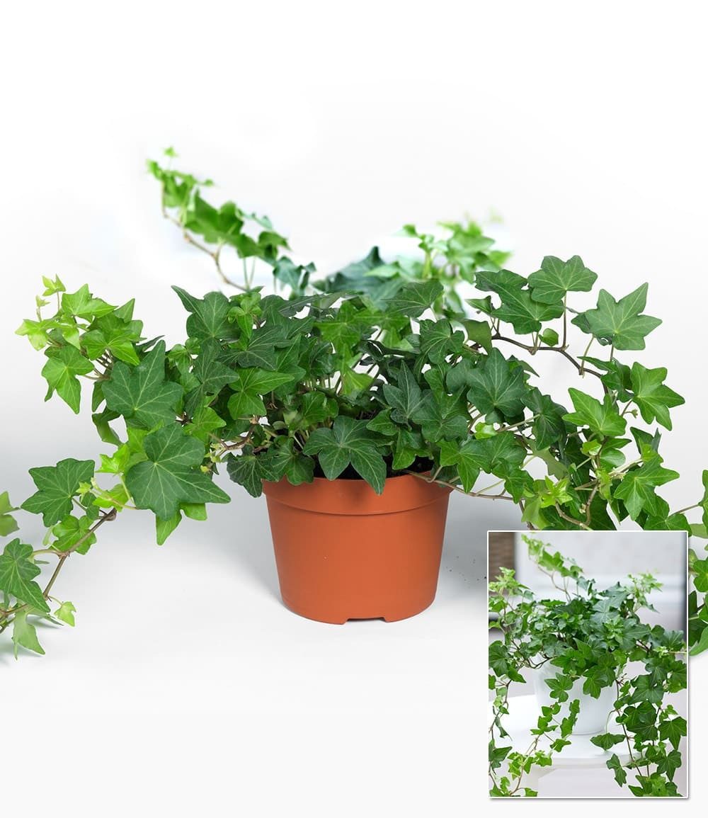 BALDUR Garten Zimmerpflanze Efeu, 1 St., Hängezimmerpflanze, pflegeleicht