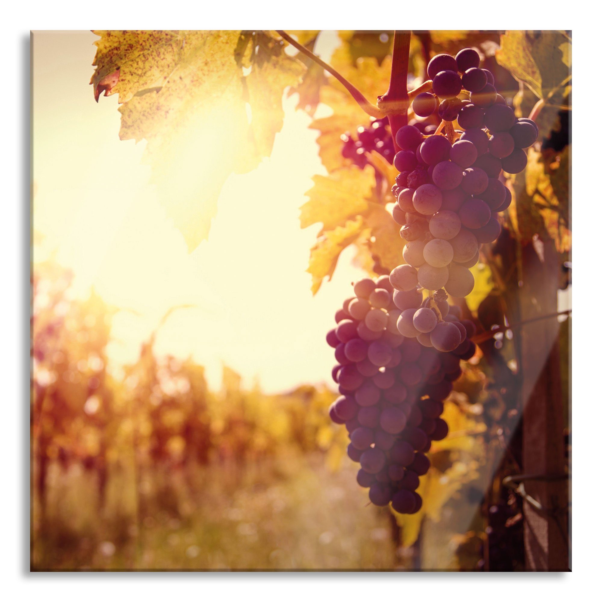 aus Abendlicht im und Weinberg Aufhängungen Echtglas, Glasbild inkl. Glasbild Abstandshalter Abendlicht, (1 Pixxprint St), Weinberg im