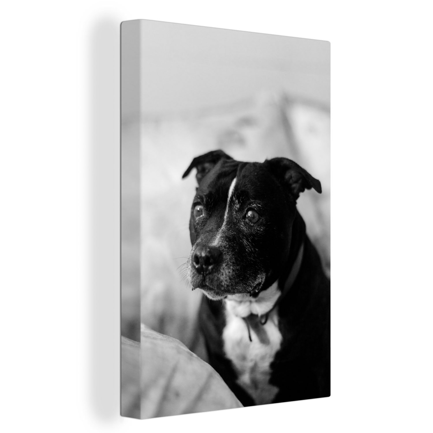 OneMillionCanvasses® Leinwandbild Schwarzer Staffordshire Bull Terrier Hund auf einem Stuhl sitzend -, (1 St), Leinwandbild fertig bespannt inkl. Zackenaufhänger, Gemälde, 20x30 cm