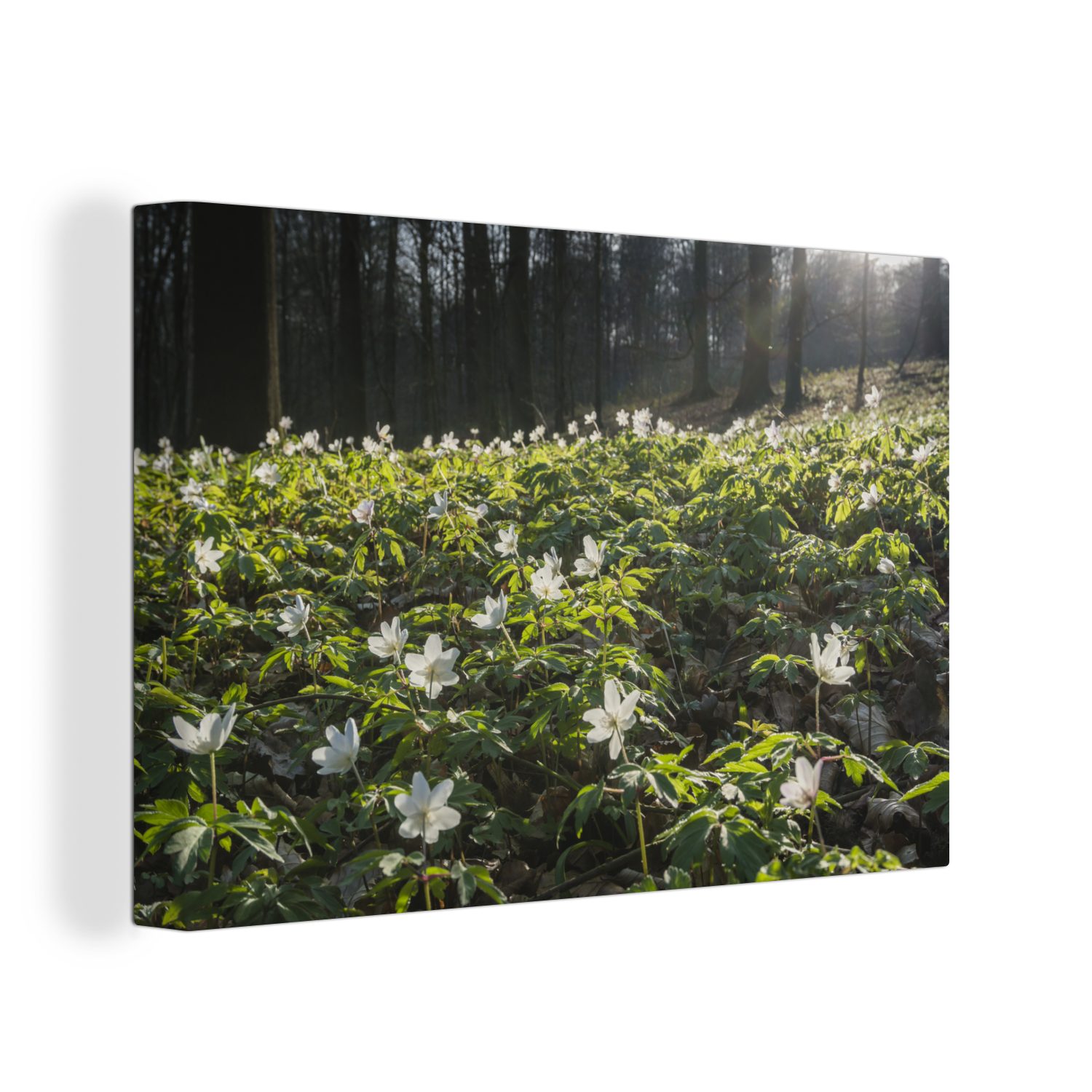 Aufhängefertig, OneMillionCanvasses® Blumen Wald, Leinwandbild Frühling Leinwandbilder, Wandbild (1 St), - cm 30x20 Wanddeko, -