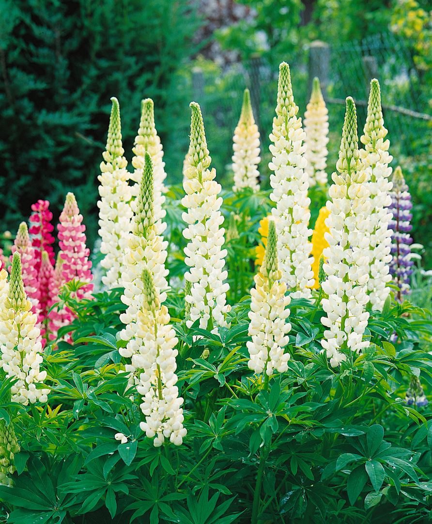 Pflanzen für Dich Staude Lupinus poly. 'Fräulein', 1 St., Lupine, Vielblättrige Lupine